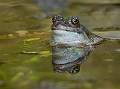 Common Frog - David Schenck